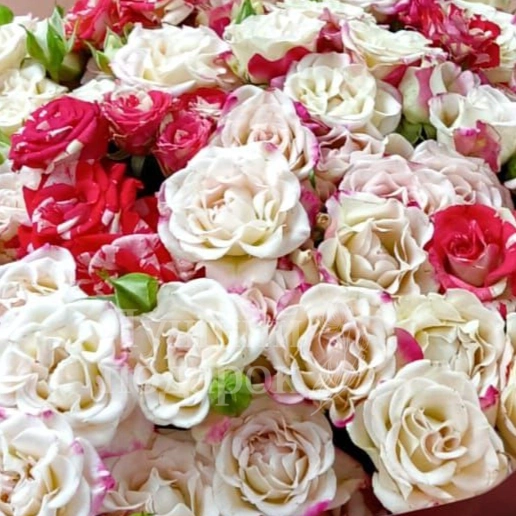 &ldquo;Нежный поцелуй&rdquo;