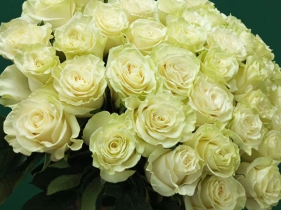 «Для моей королевы»