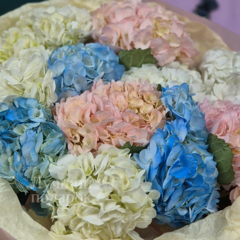 Гортензия  &laquo;Радуга в облаках&raquo;