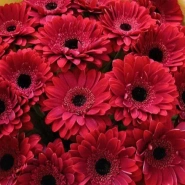 &laquo;ДНК страсти&raquo; 1