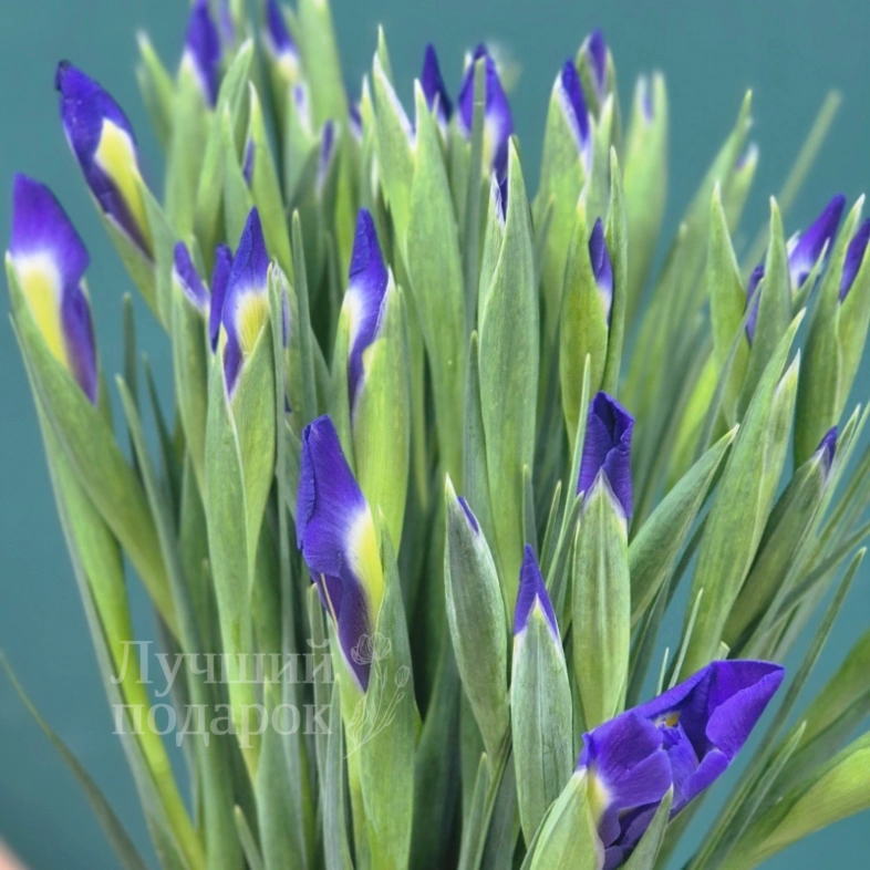 Букет из ирисов  &laquo;Бабочка&raquo;