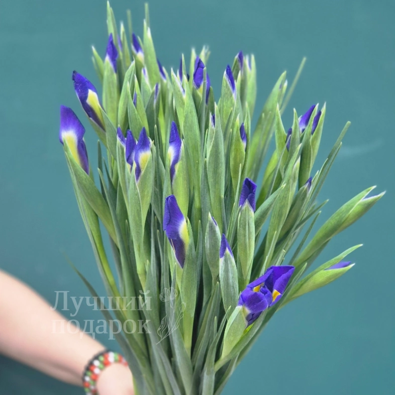 Букет из ирисов  &laquo;Бабочка&raquo;