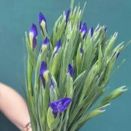 Букет из ирисов  &laquo;Бабочка&raquo; 2