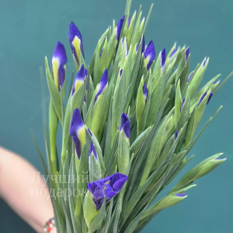 Букет из ирисов  &laquo;Бабочка&raquo;