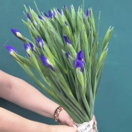 Букет из ирисов  &laquo;Бабочка&raquo; 1