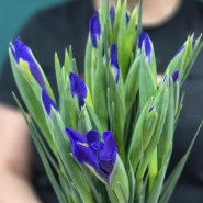 Букет из ирисов &laquo;Ириска&raquo; 4