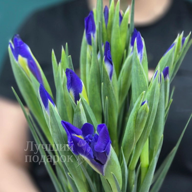 Букет из ирисов &laquo;Ириска&raquo;