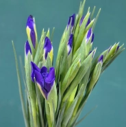 Букет из ирисов &laquo;Ириска&raquo; 2