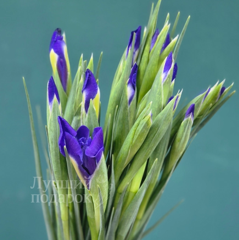 Букет из ирисов &laquo;Ириска&raquo;