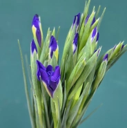 Букет из ирисов &laquo;Ириска&raquo; 1