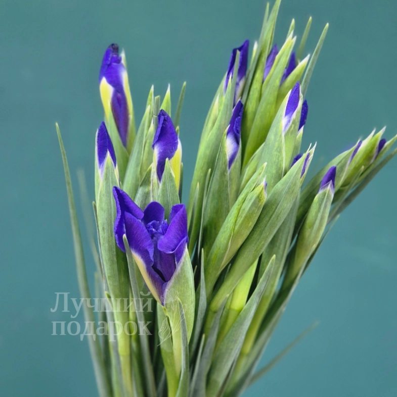 Букет из ирисов &laquo;Ириска&raquo;