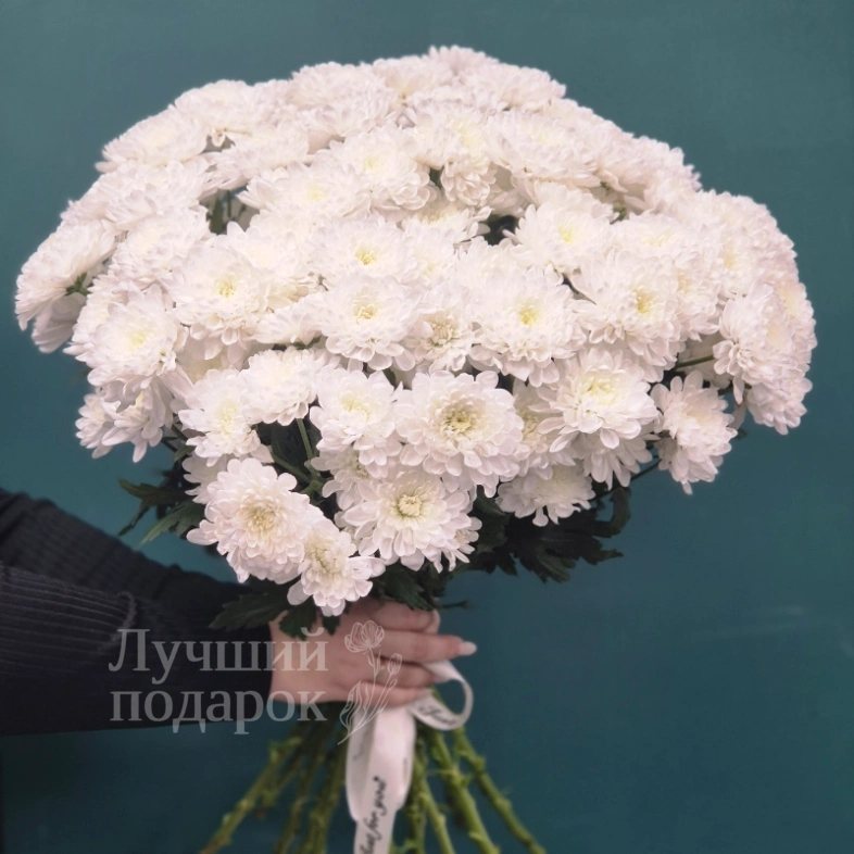 Кустовая хризантема, букет &laquo;Снежка&raquo;