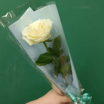 Белая роза «Одинокий цветок»