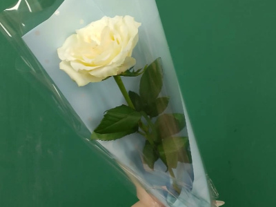 Белая роза «Одинокий цветок»