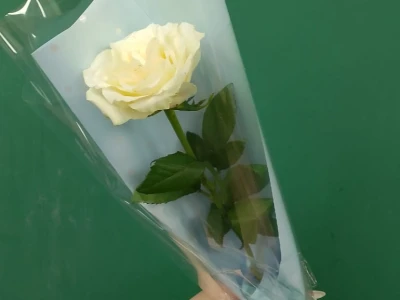 Белая роза «Одинокий цветок»