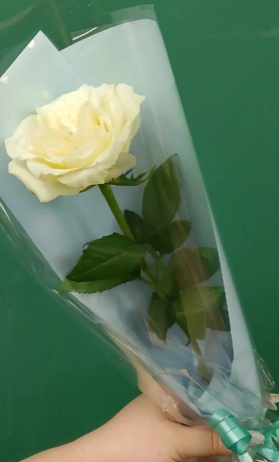 Белая роза «Одинокий цветок»